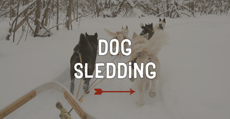 Dogsledding - Windrift Adventures Barrie, Ontario Dog Sledding